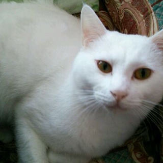まっ白い猫、抱っこ大好きうららの里親様募集中！