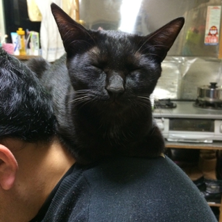 真っ黒猫のメス