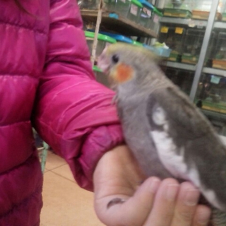 オカメインコ、良く慣れています。