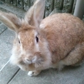 うさぎちゃん里親お願いします