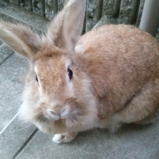 うさぎちゃん里親お願いします
