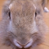 うさぎちゃん里親お願いします サムネイル2