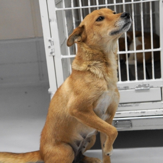 優しい母犬です。