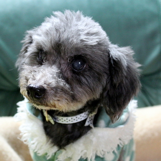 まなの家族になっていただけませんか？