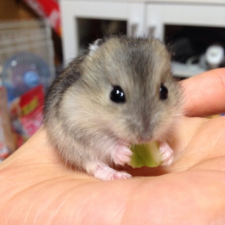 ご応募ありがとうございました。