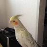 優しい里親さんに迎えて頂く事になりました サムネイル3