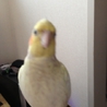 優しい里親さんに迎えて頂く事になりました サムネイル4