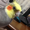 優しい里親さんに迎えて頂く事になりました サムネイル2
