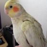優しい里親さんに迎えて頂く事になりました サムネイル6