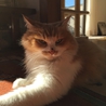 長毛の美猫 ムギちゃん サムネイル4