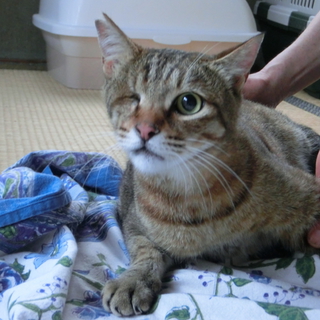 片目のプウちゃん　性格ハナマル男前！4.5才