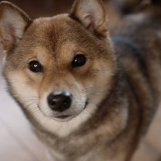 人間大好きな甘えん坊。ぽちゃ豆柴ジャコ♀１歳！