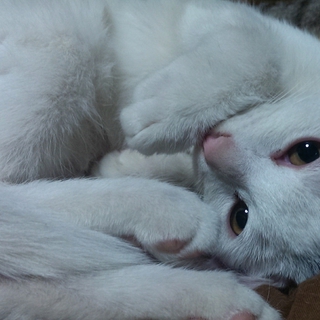 子猫の里親さん募集中