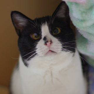 白黒パンダ猫、パンダ君。