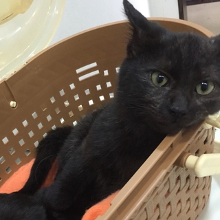 元気ハツラツ　黒猫兄妹　男の子