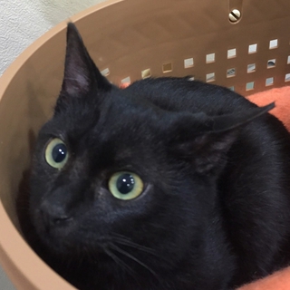 元気ハツラツ　黒猫兄妹　女の子