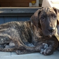 ｸﾞﾚｰﾄﾃﾞｰﾝ５ヶ月子犬