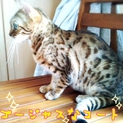綺麗な柄のベンガルです！