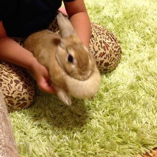 ウサギ好きの方よろしくお願いします。
