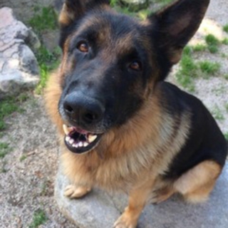 ※幸せになりました※ジャーマンシェパード・アニー