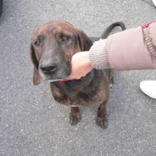 収容犬ウィン 、とっても穏やか君です。