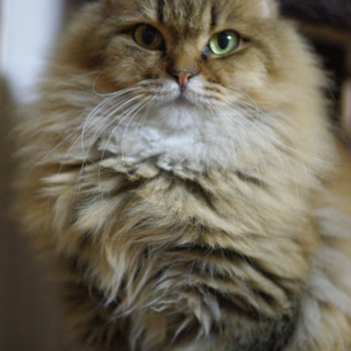 マロンカラー長毛　ロッソ君