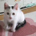 生後３ヶ月白キジ♂の里親様募集