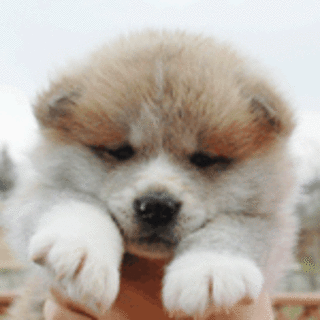 約1ヶ月半の秋田子犬たちの家族募集！！
