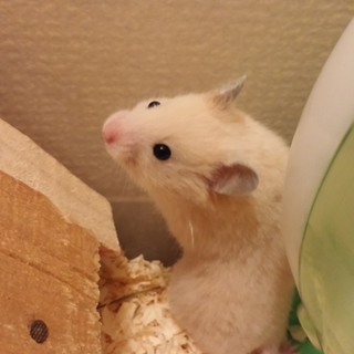 キンクマハムスター里親募集！