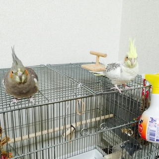 里親さんが決まりました。ありがとうございました。