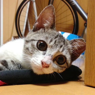子ねこを家族に迎えていただける方を探しています！