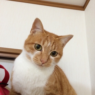 ★近畿★成猫1歳半くらい　茶白の女の子