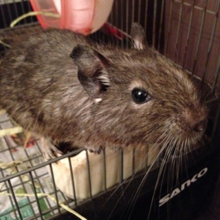 マッサージ大好きな甘えん坊ブルーデグー！