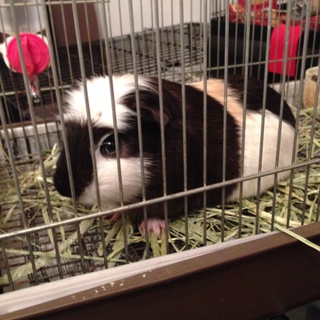 モフモフかわいいモルモット。