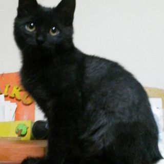 元気な黒猫ちゃん