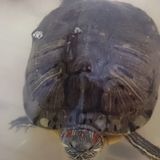 ミドリガメ推定12歳以上