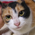迷い猫ちゃん保護しました。かわいい三毛です。