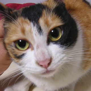 迷い猫ちゃん保護しました。かわいい三毛です。