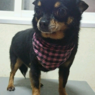 チワワの里親募集