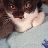 子猫達の里親さん募集中です！ サムネイル5