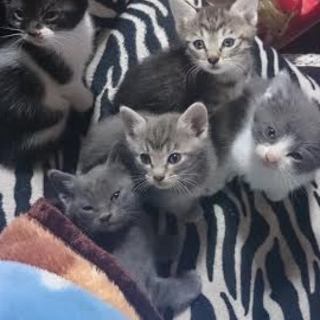 子猫達の里親さん募集中です！