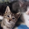 子猫達の里親さん募集中です！ サムネイル4