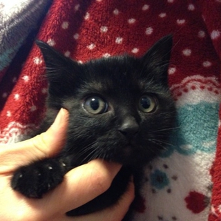 ★近畿★生後3ヶ月くらい　黒猫の男の子　ショウ君