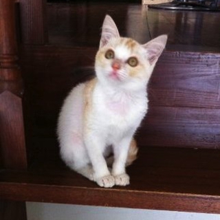 子猫の里親募集（親類宅で決定しました）