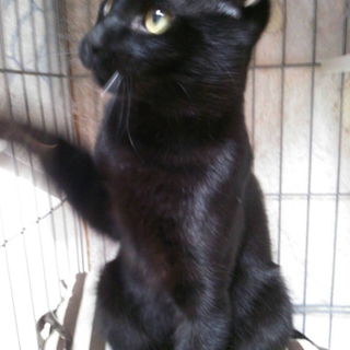 ぴかぴかの黒猫ニコくん☆4ヶ月