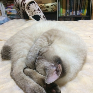 里親募集しています、、