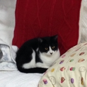 猫が大好きなココちゃん
