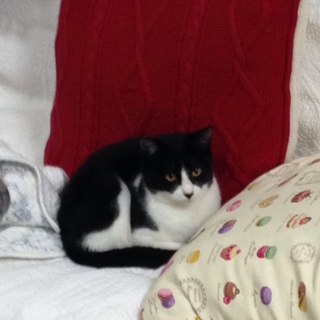 猫が大好きなココちゃん
