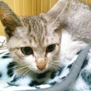 子猫♂可愛くて人懐っこいです
