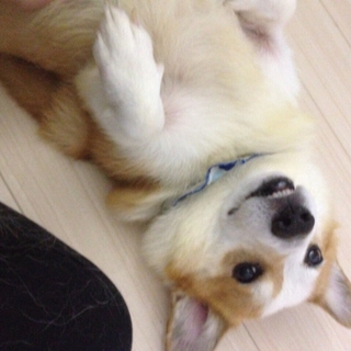 ありがとうございました。素敵な里親様が見つかりました。